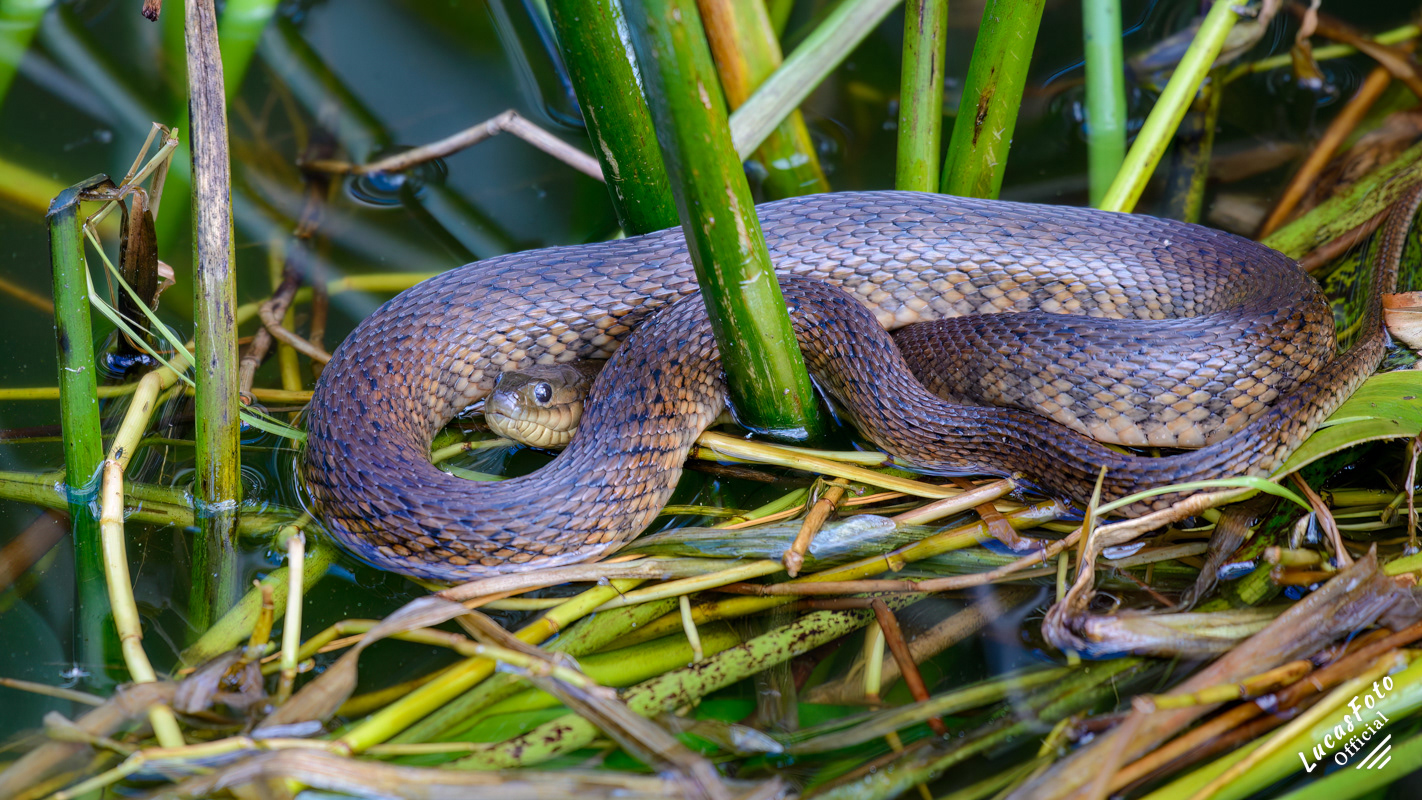 Florida Green Watersnake