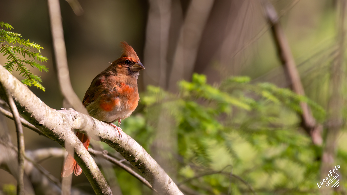 Northern Cardinal