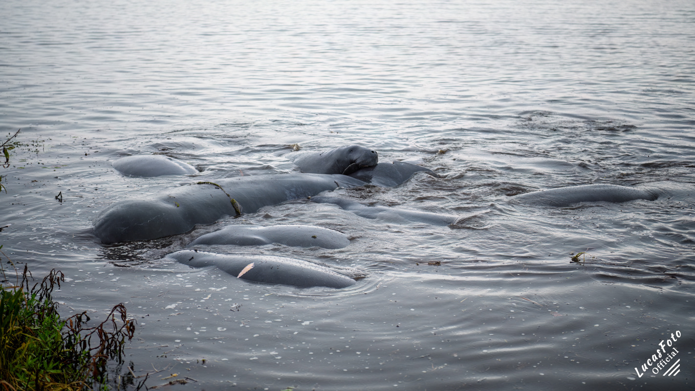 Manatee Mating Ball/Herd