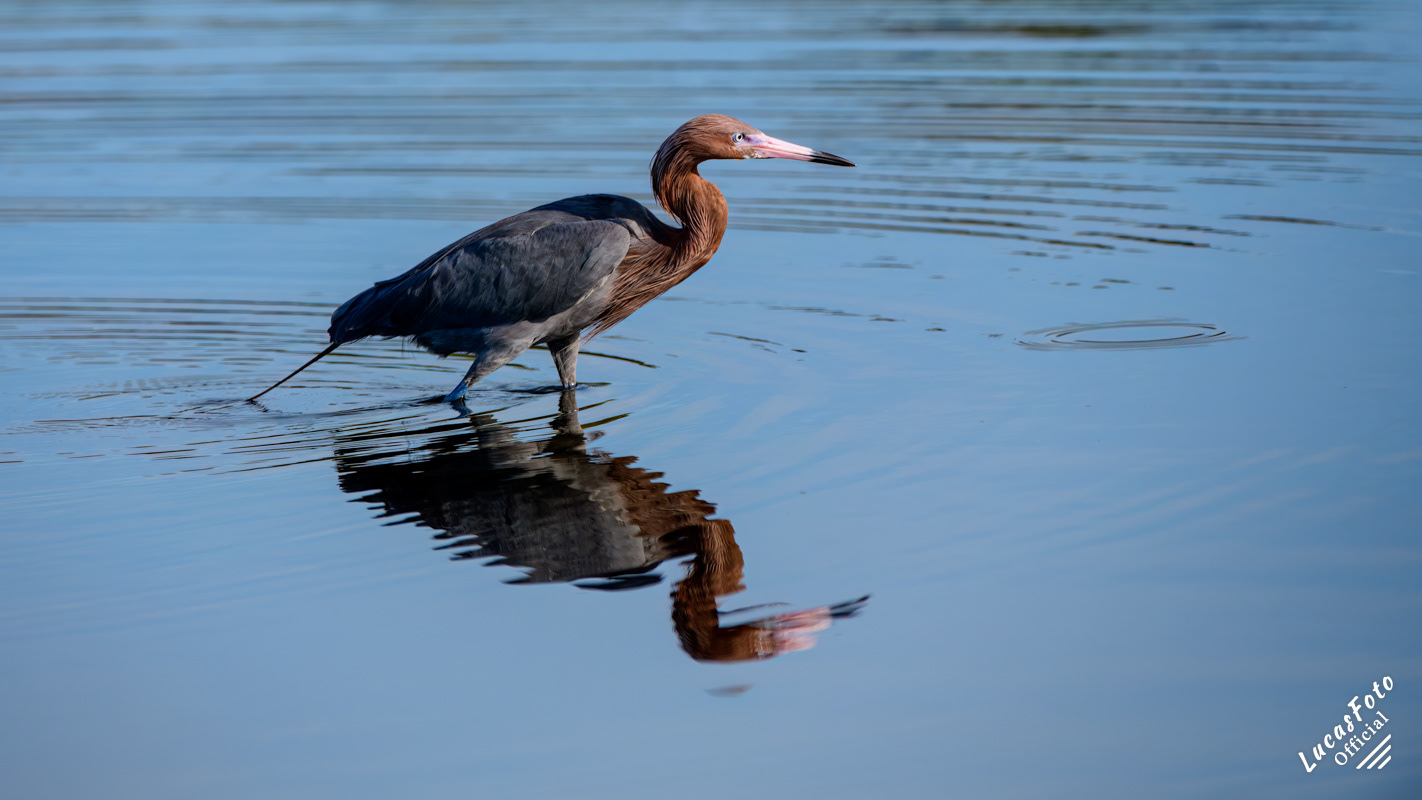 Reddish Egret