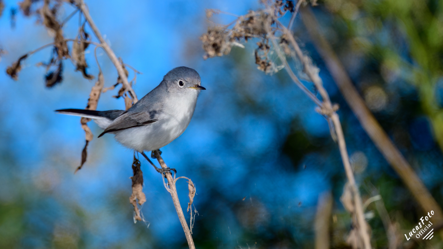 Blue-gray Gnatcatcher