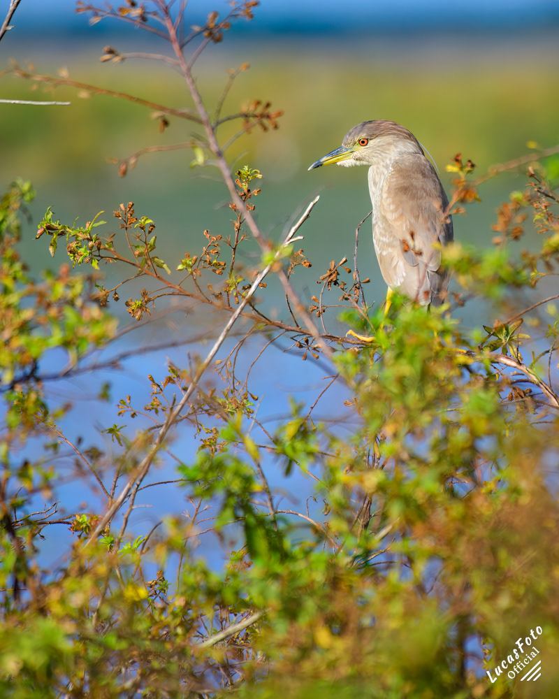 Black-crowned Night Heron