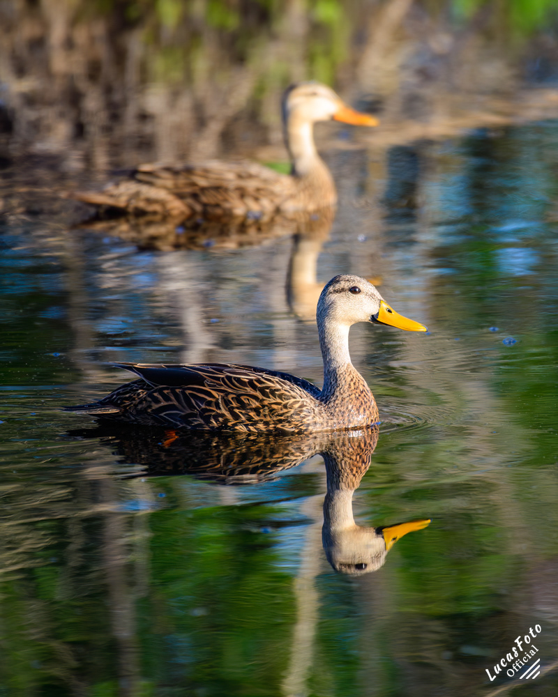 Mottled Duck