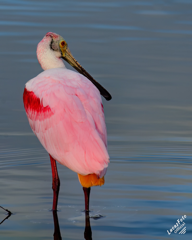 Roseate Spoonbill