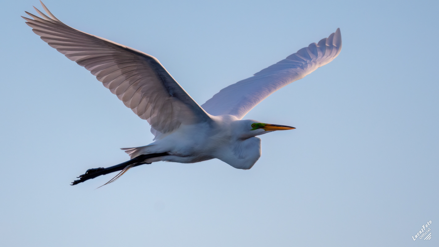 Great Egret