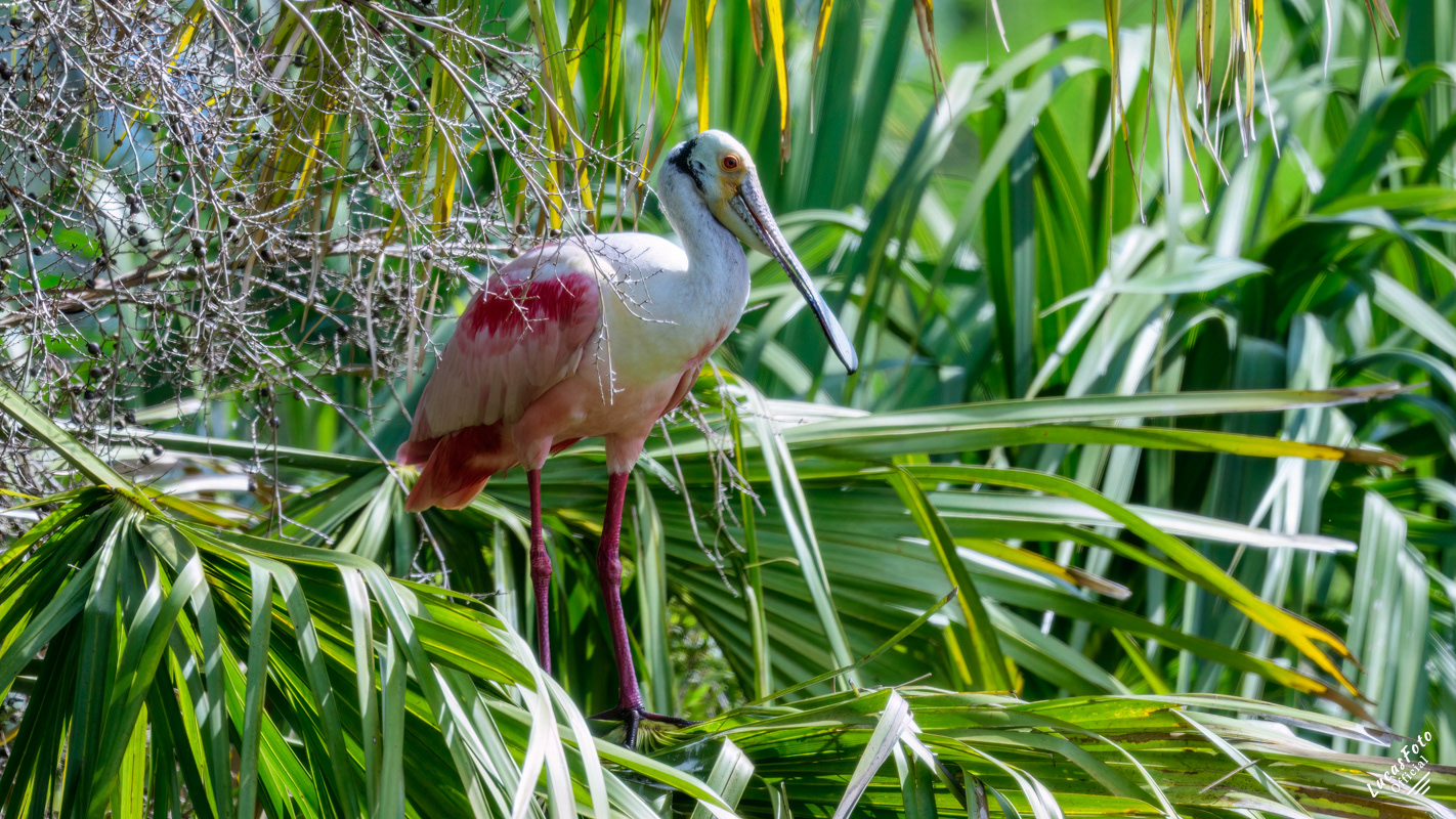 Roseate Spoonbill