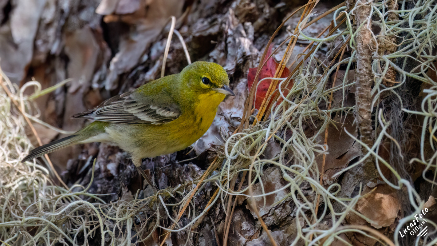 Pine Warbler