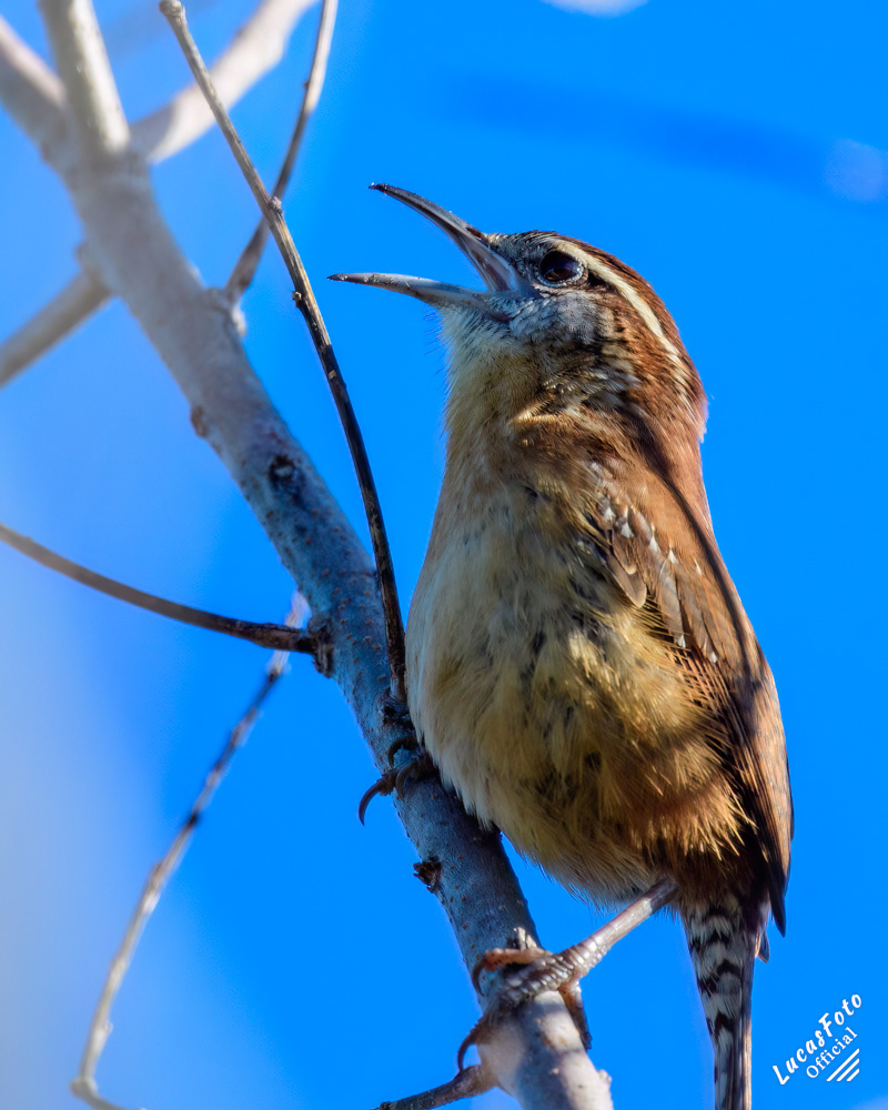Carolina Wren