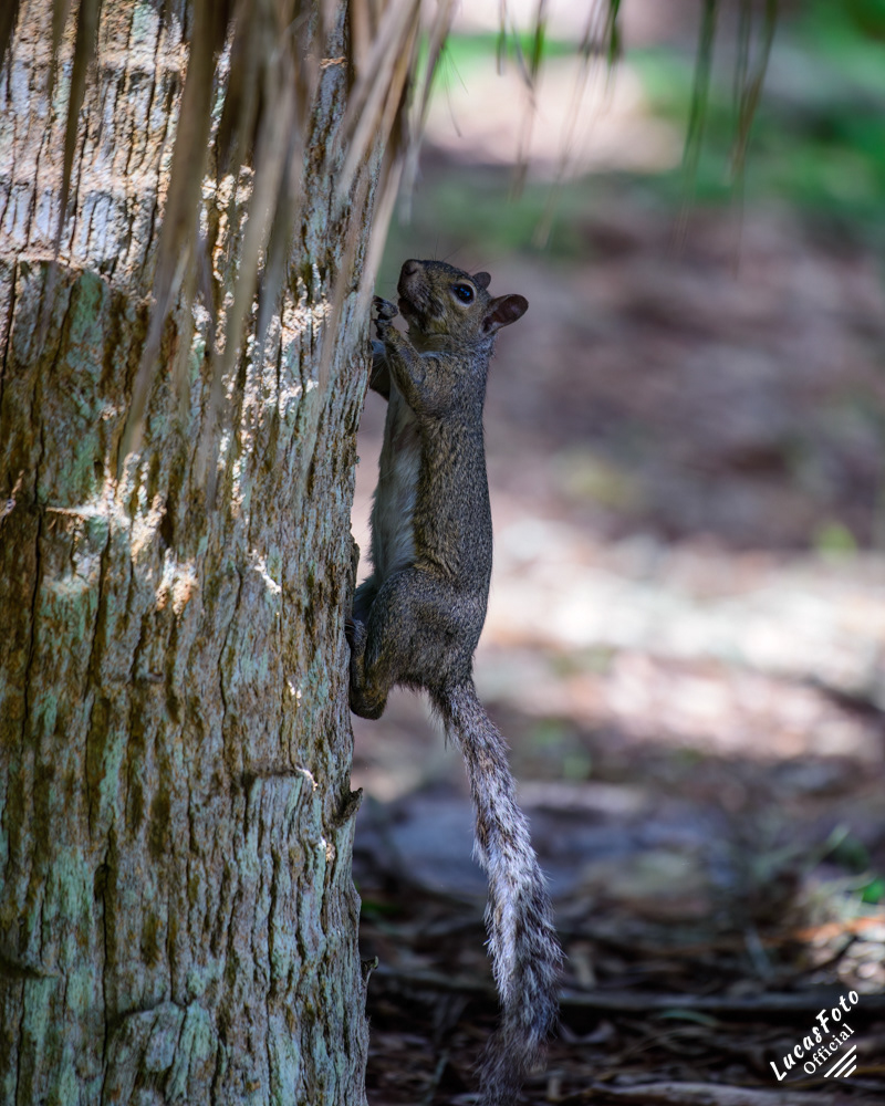 Gray Squirrel
