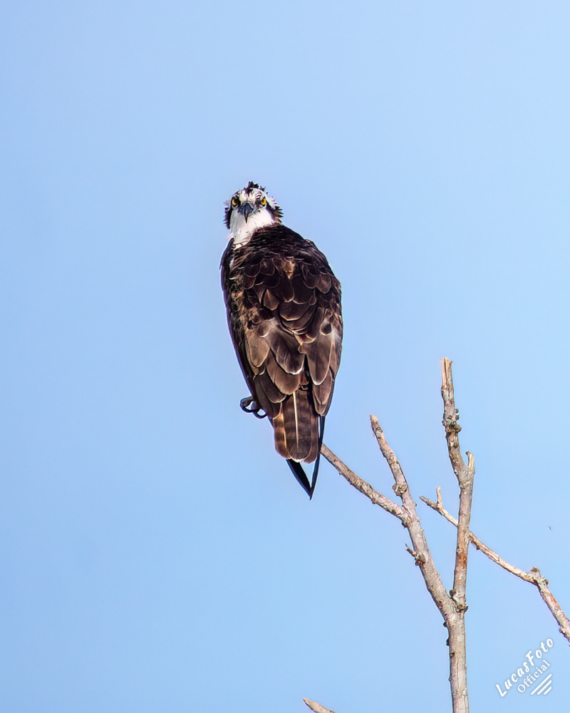 Osprey