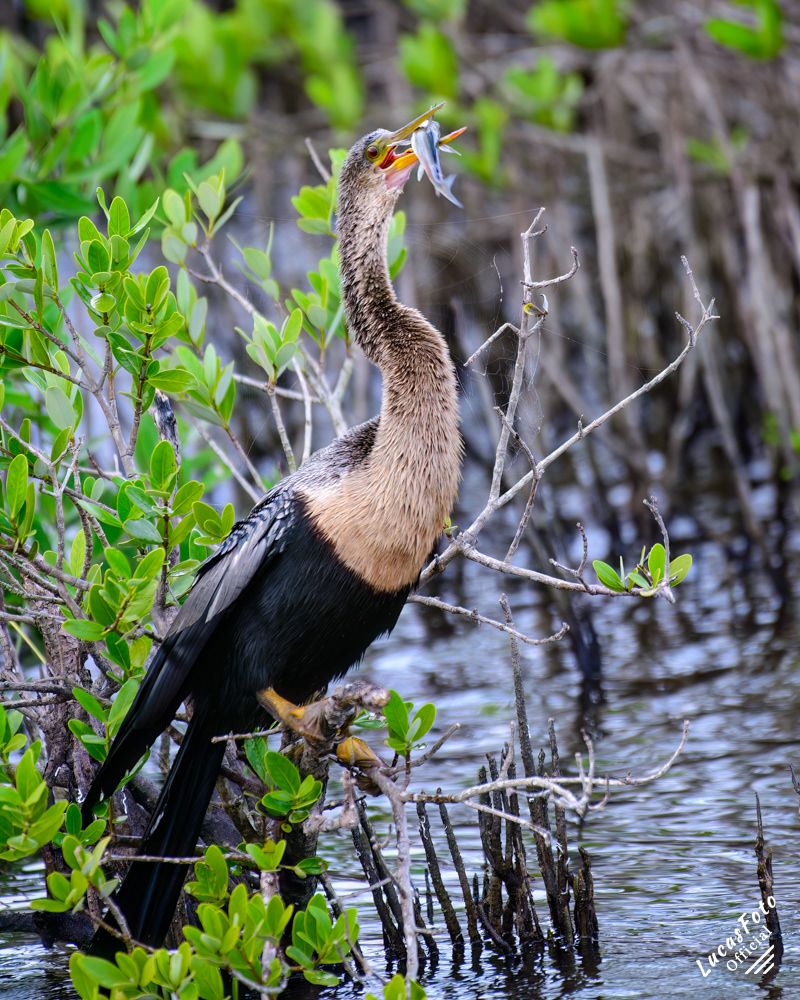 Anhinga