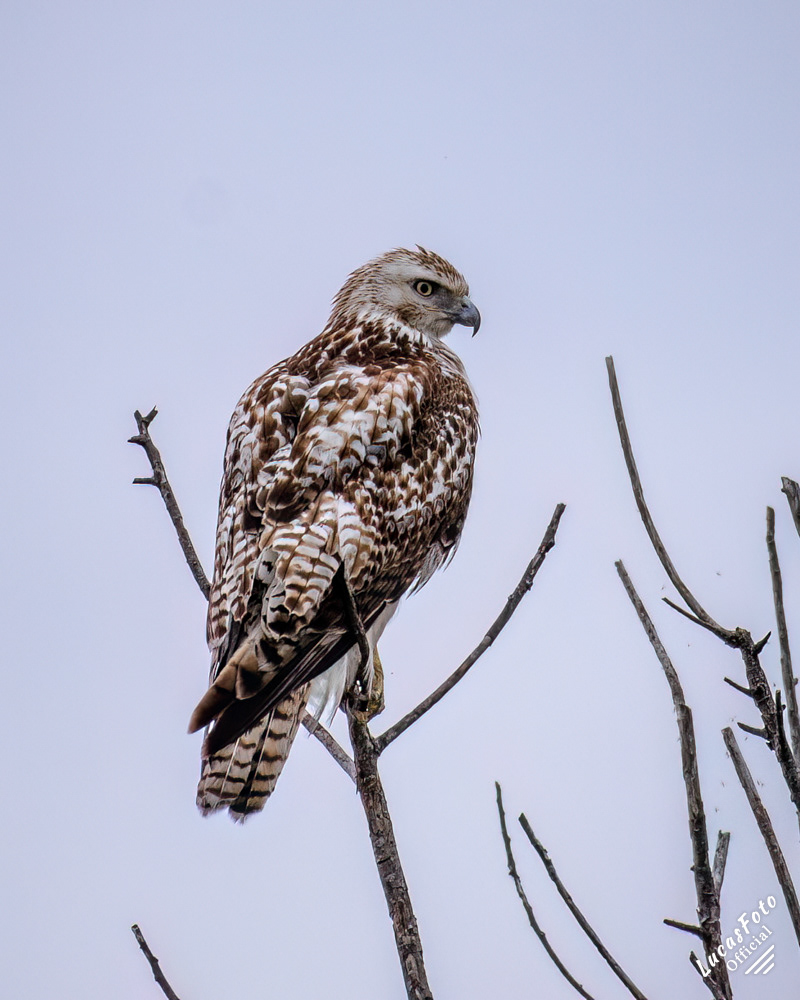 Krider's Red-tailed Hawk