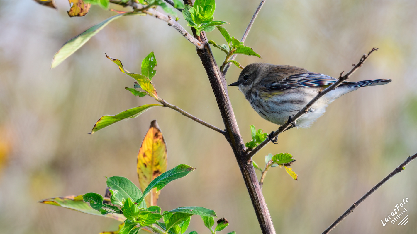 Yellow-rumped Warbler