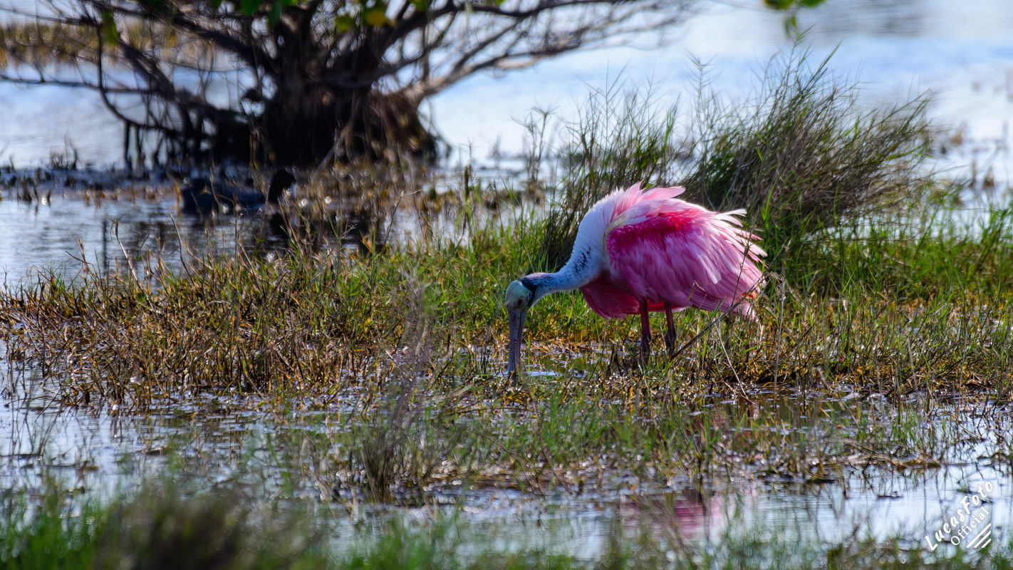 Roseate Spoonbill
