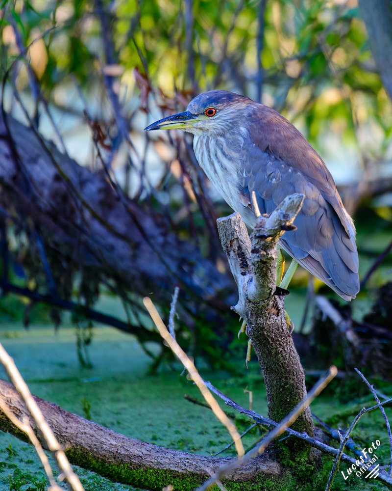 Black-crowned Night Heron