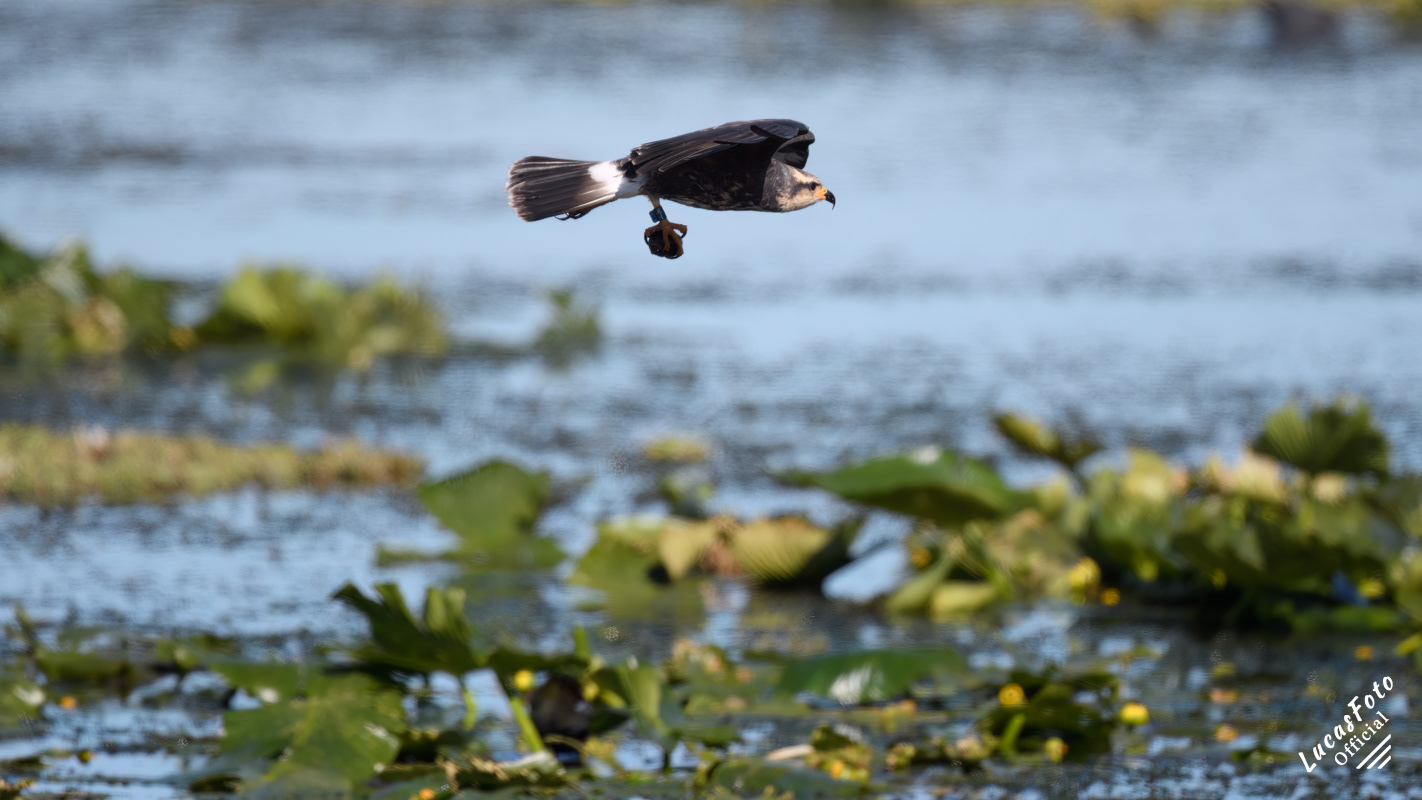 Snail Kite