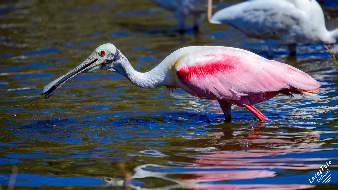 Roseate Spoonbill
