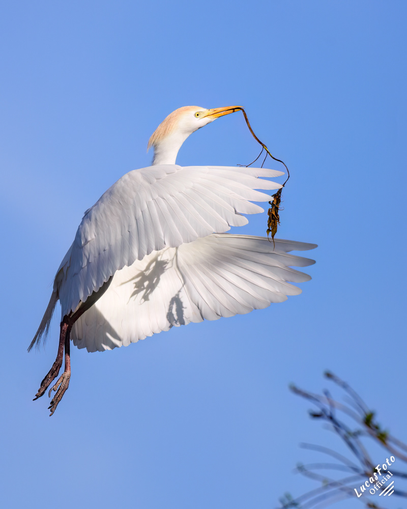 Cattle Egret