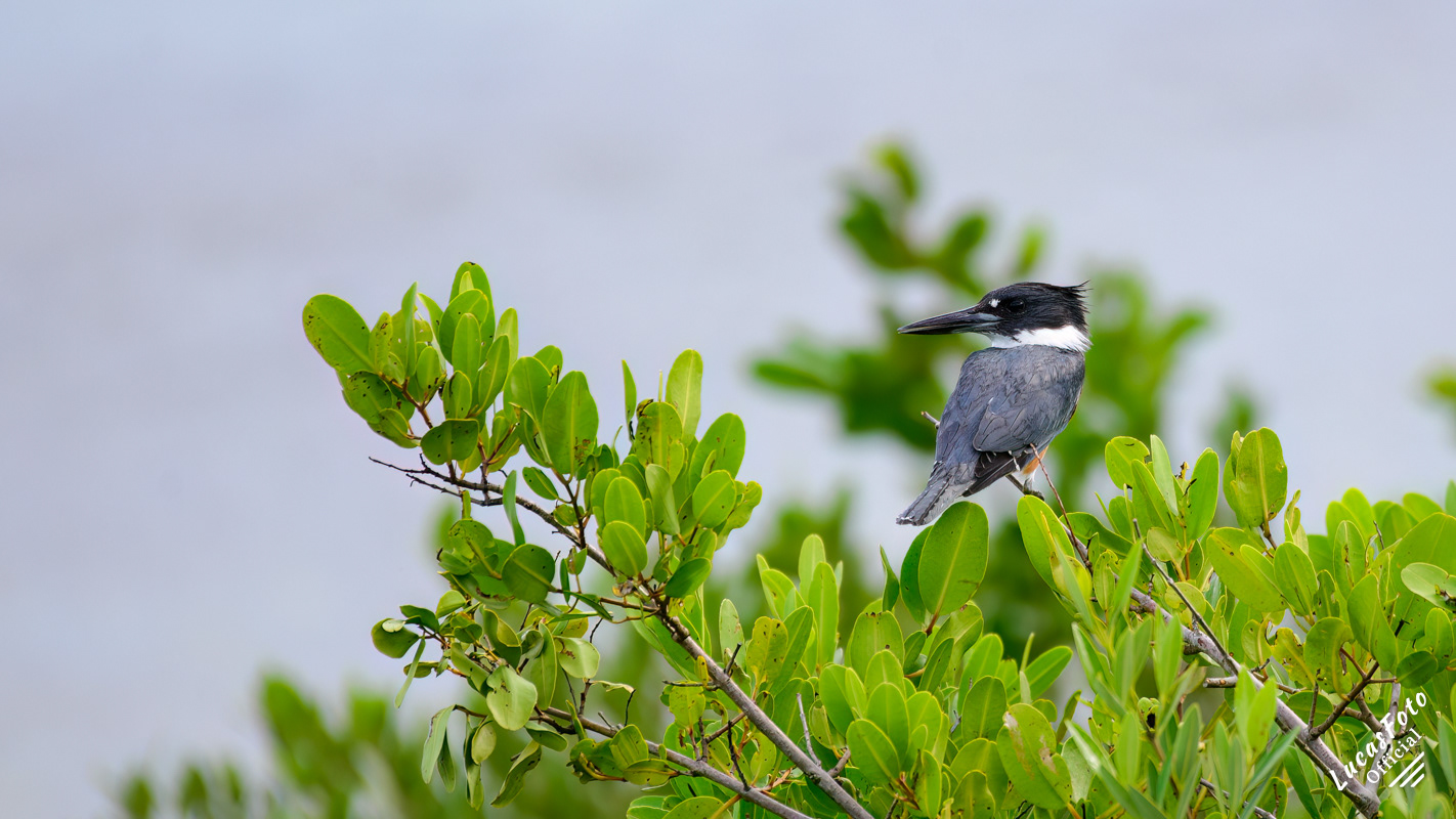 Belted Kingfisher