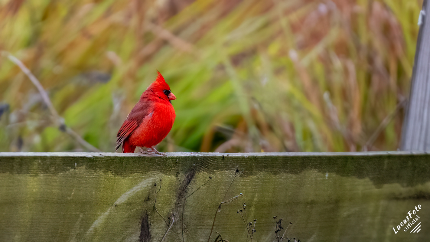 Northern Cardinal