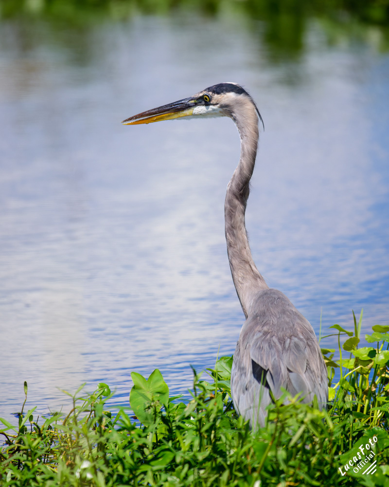 Great Blue Heron