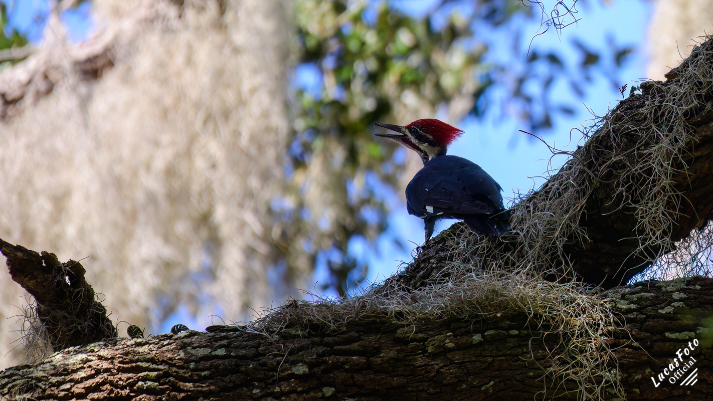 Pileated Woodpecker