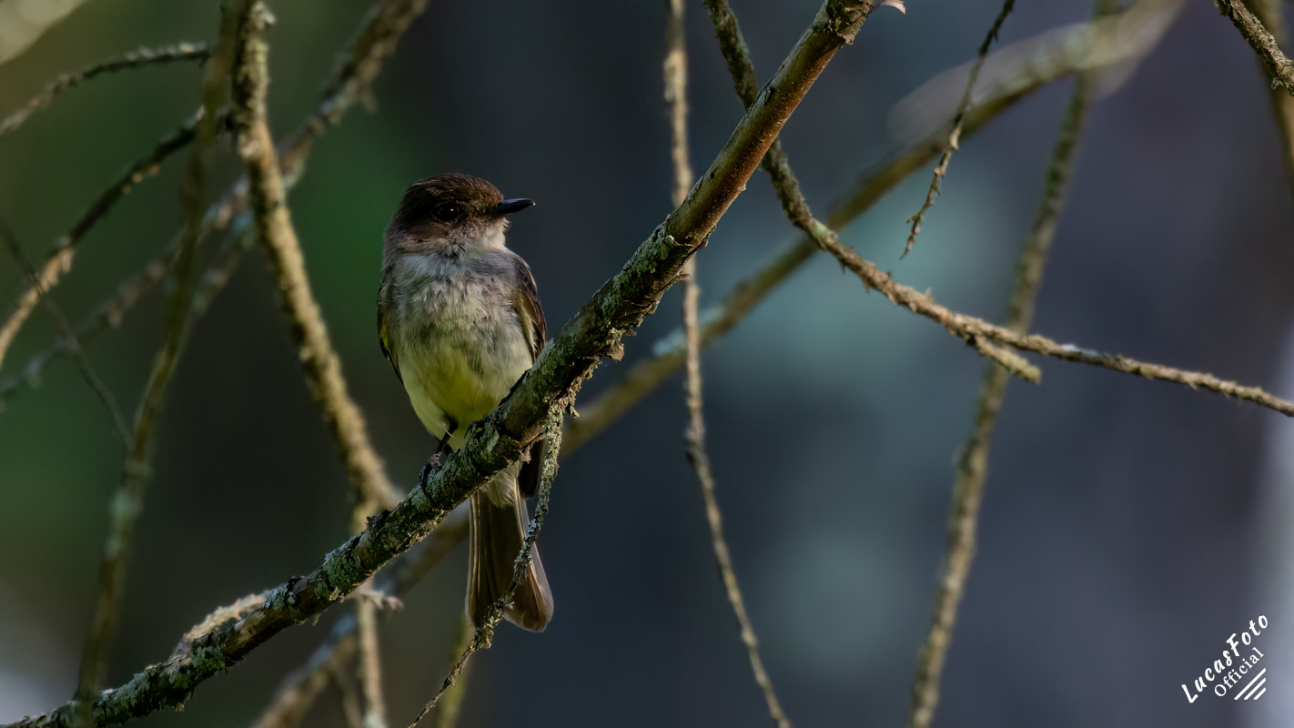 Eastern Phoebe