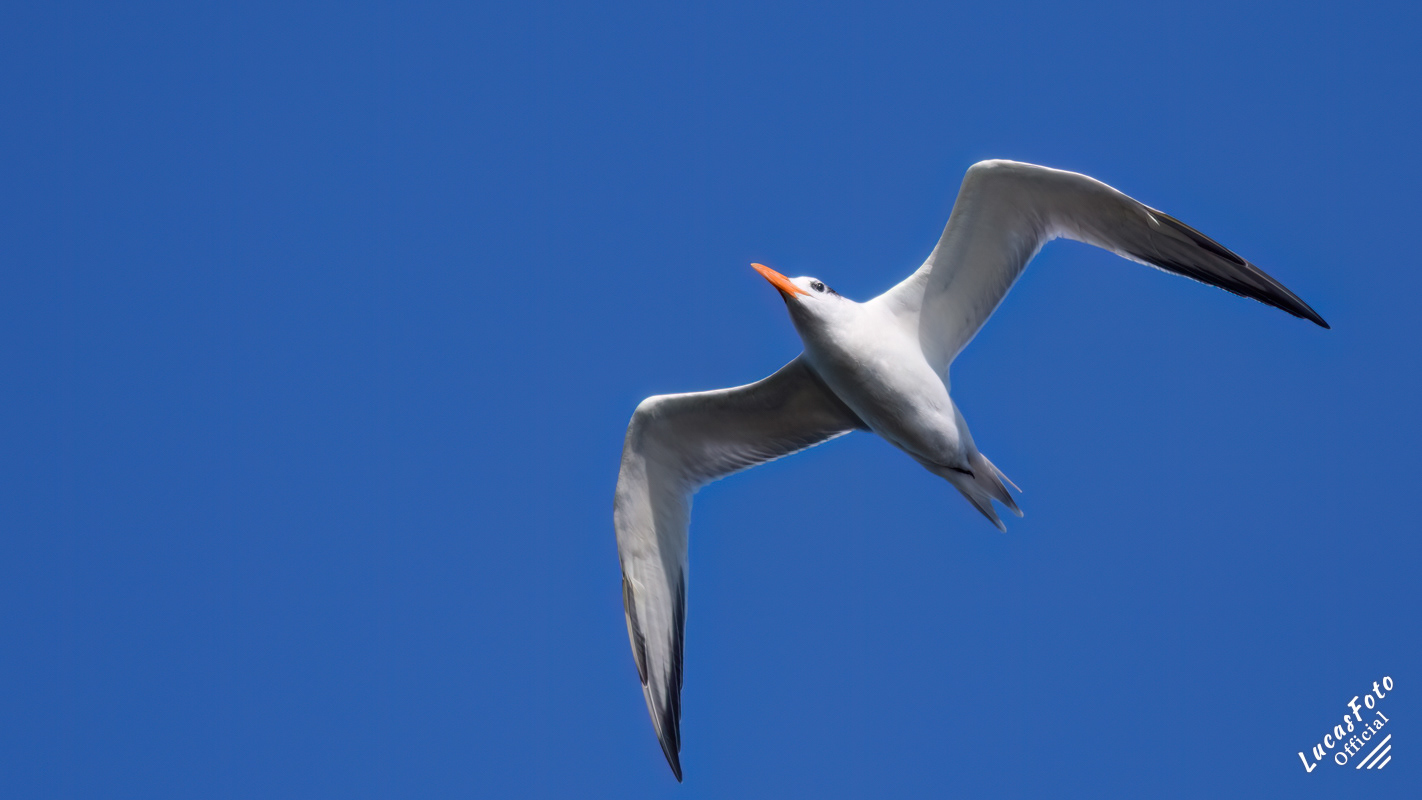 Royal Tern