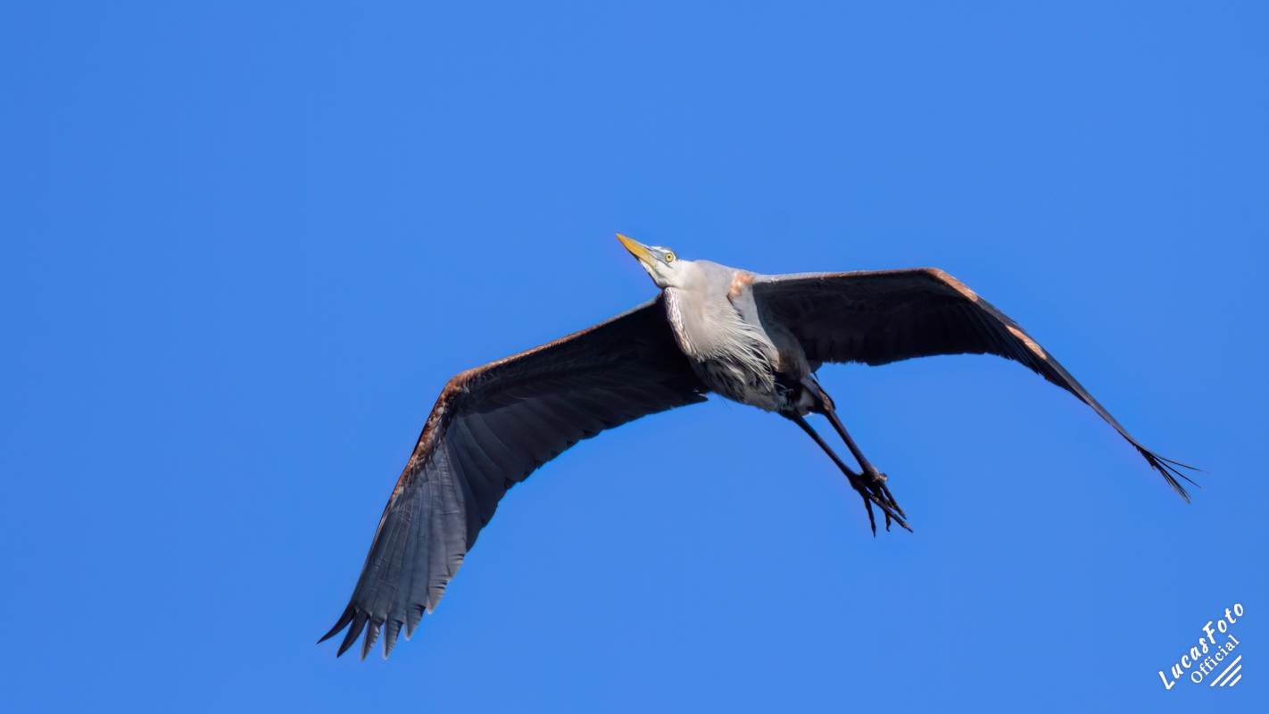Great Blue Heron