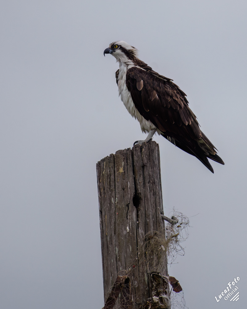 Osprey
