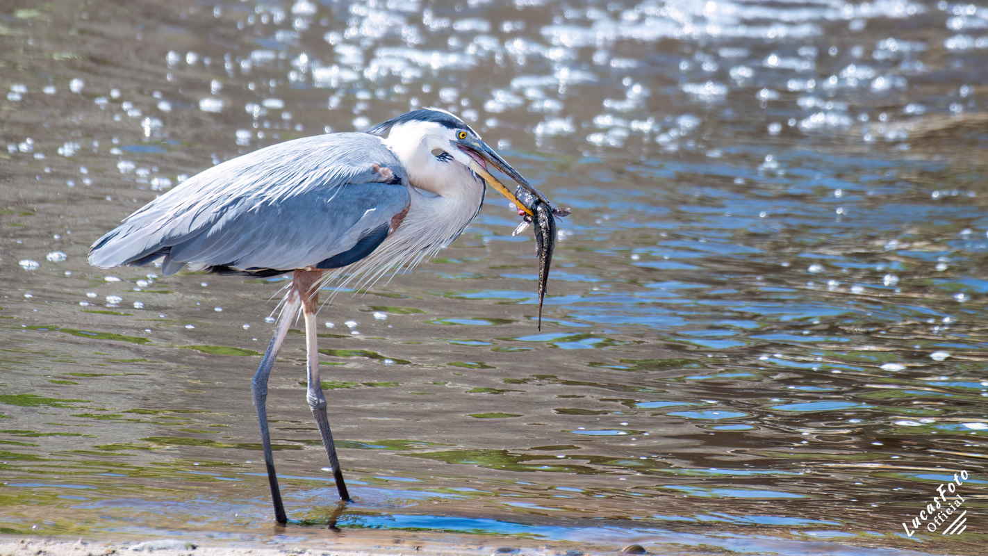 Great Blue Heron