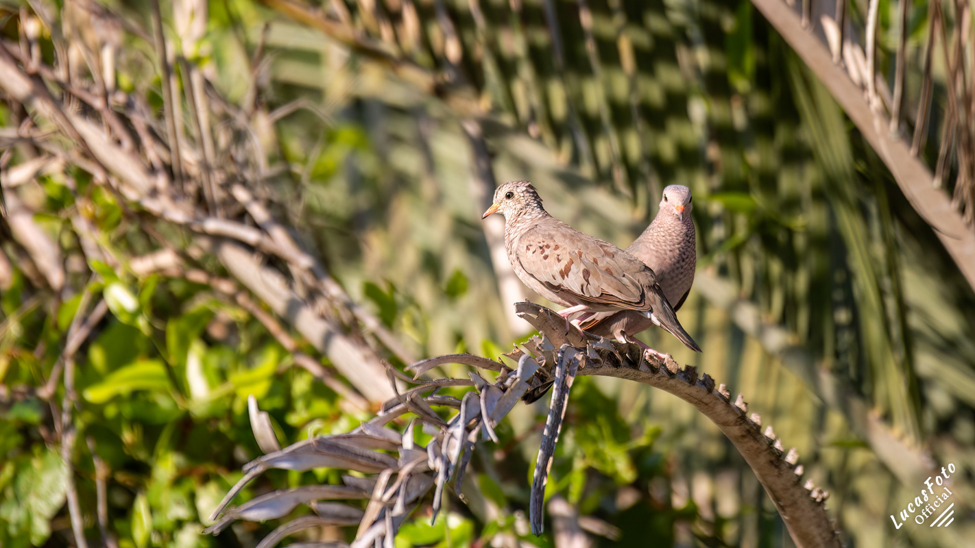 Common Ground Dove