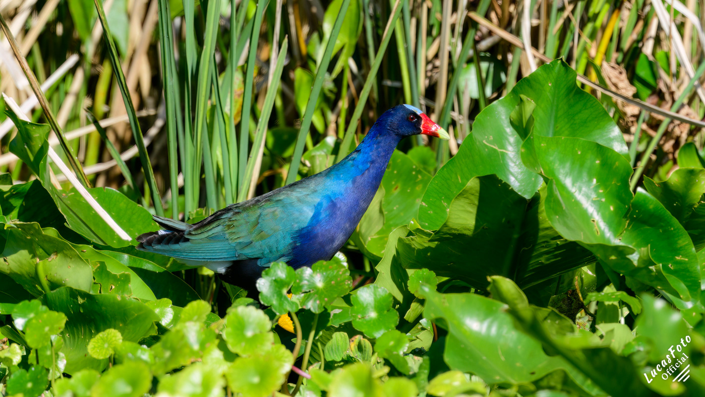 Purple Gallinule