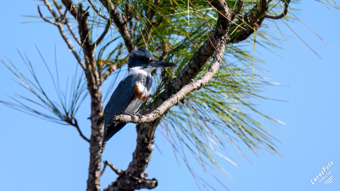 Belted Kingfisher