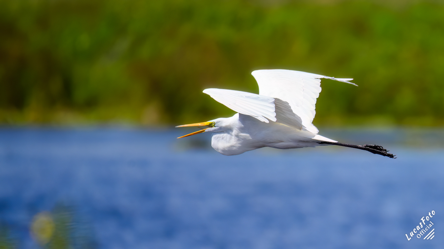 Great Egret