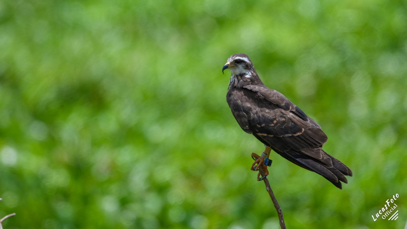 Snail Kite