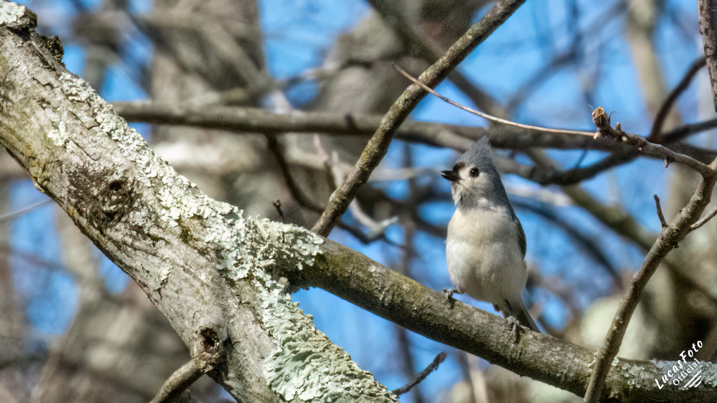 Tufted Titmouse