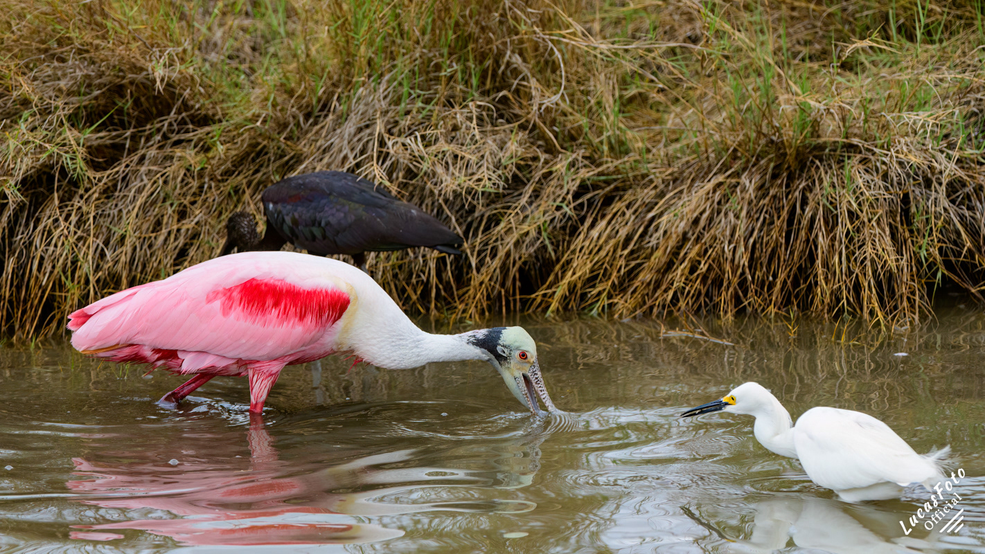 Roseate Spoonbill / Glossy Ibis / Snowy Egret