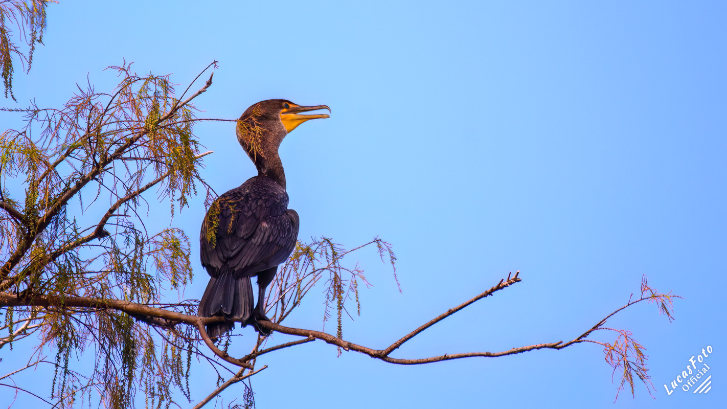 Double-crested Cormorant
