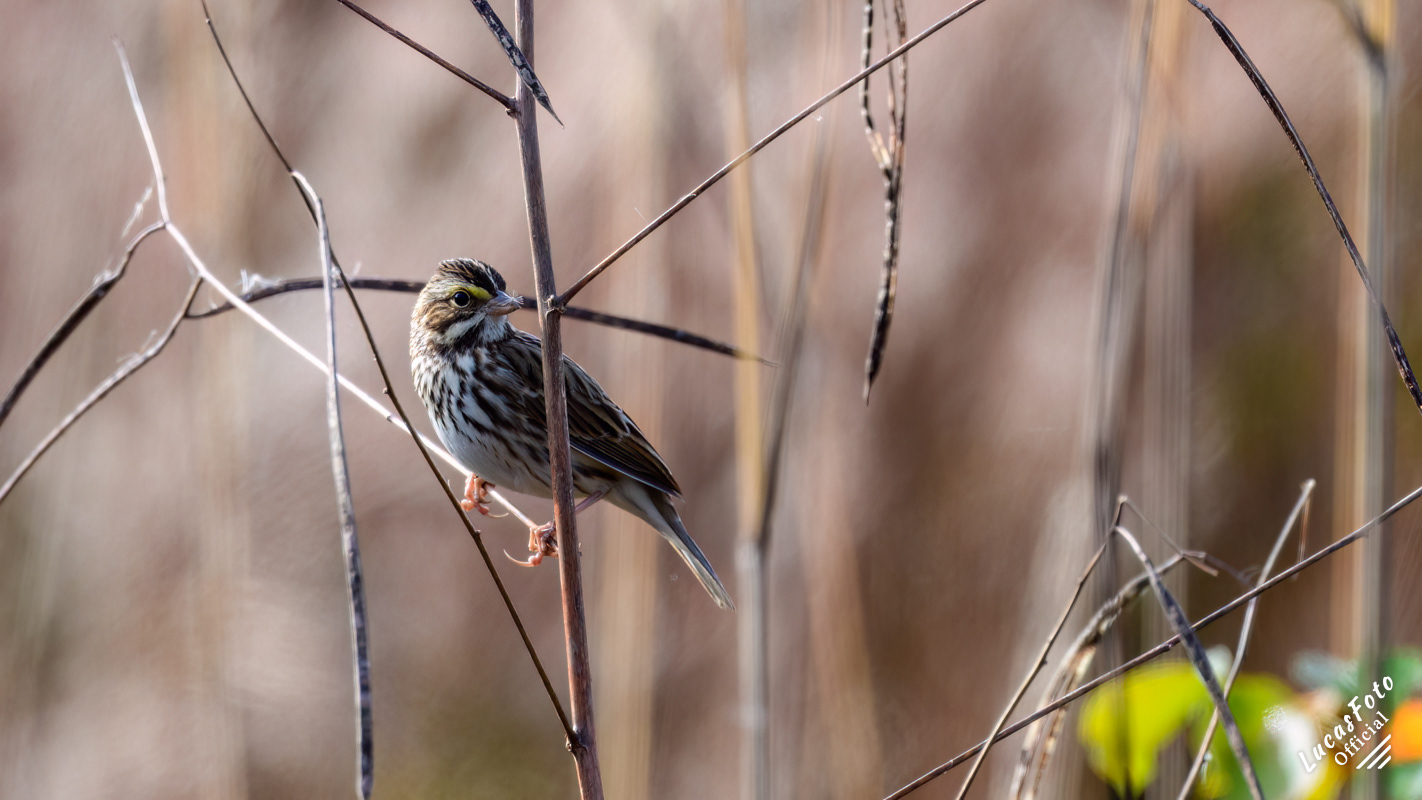 Savannah Sparrow
