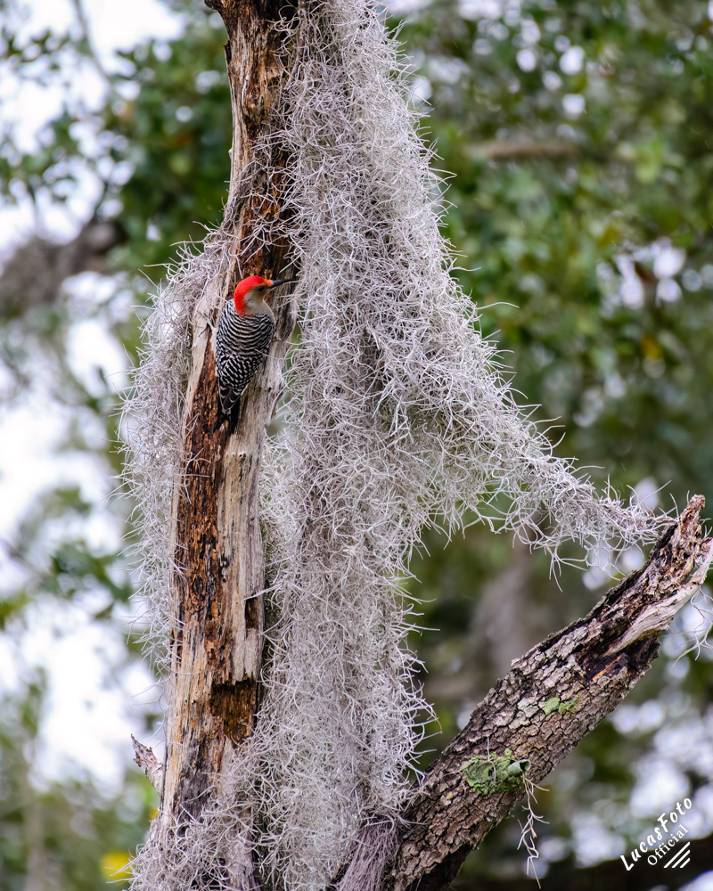 Red-bellied Woodpecker
