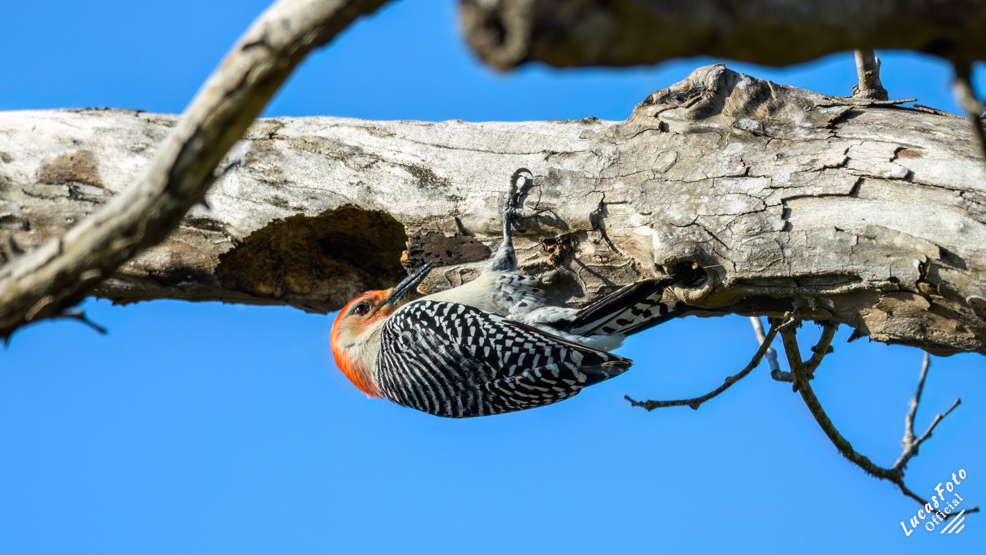 Red-bellied Woodpecker