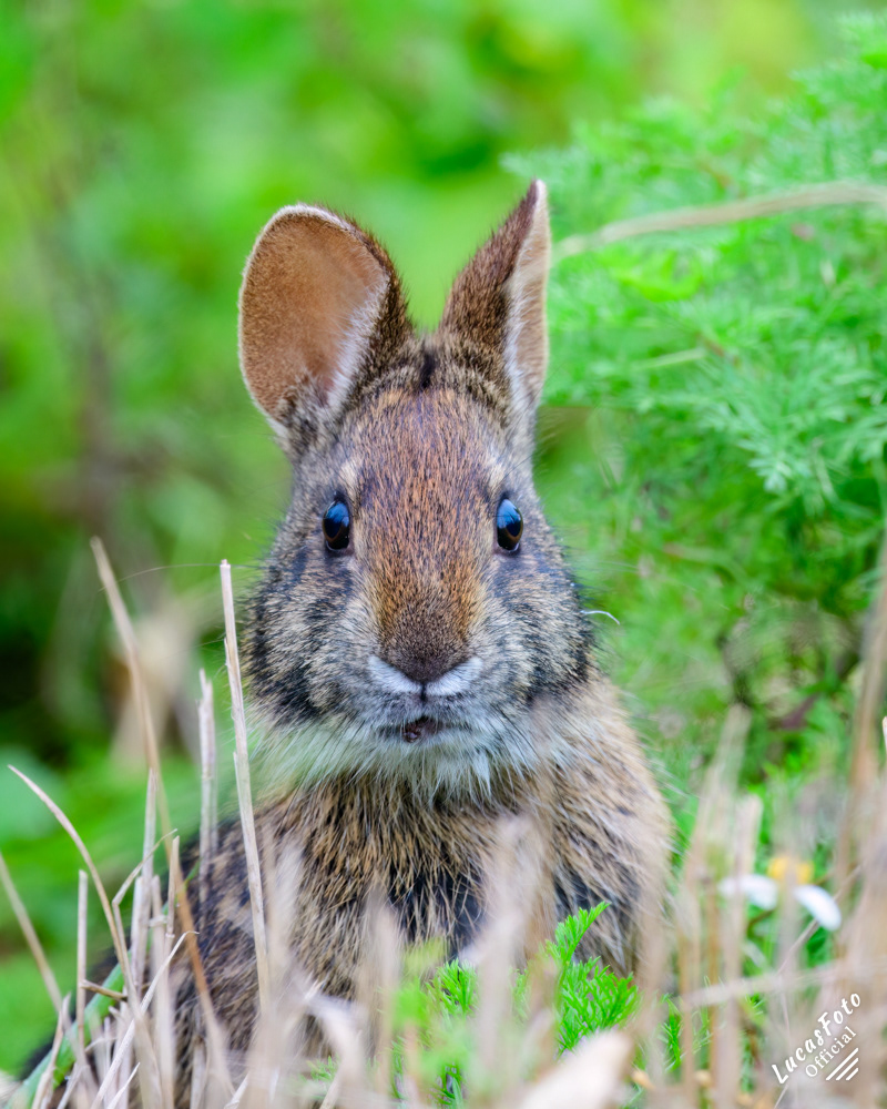 Marsh Rabbit