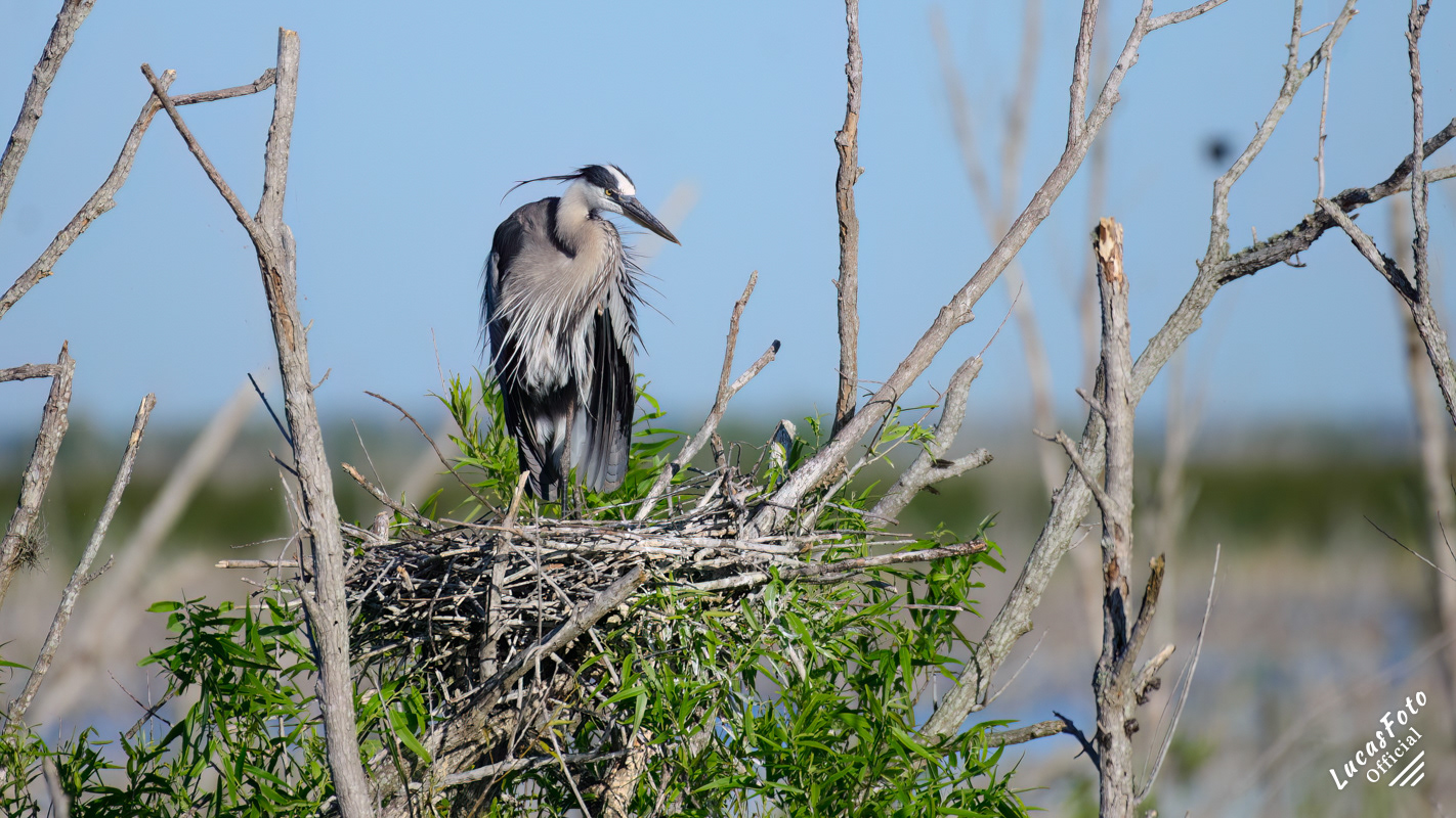 Great Blue Heron