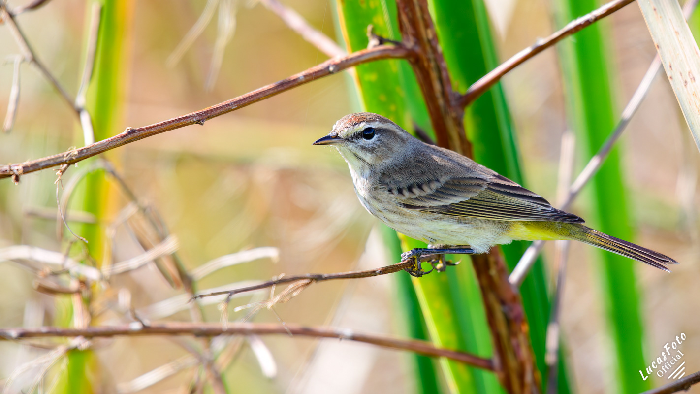Palm Warbler