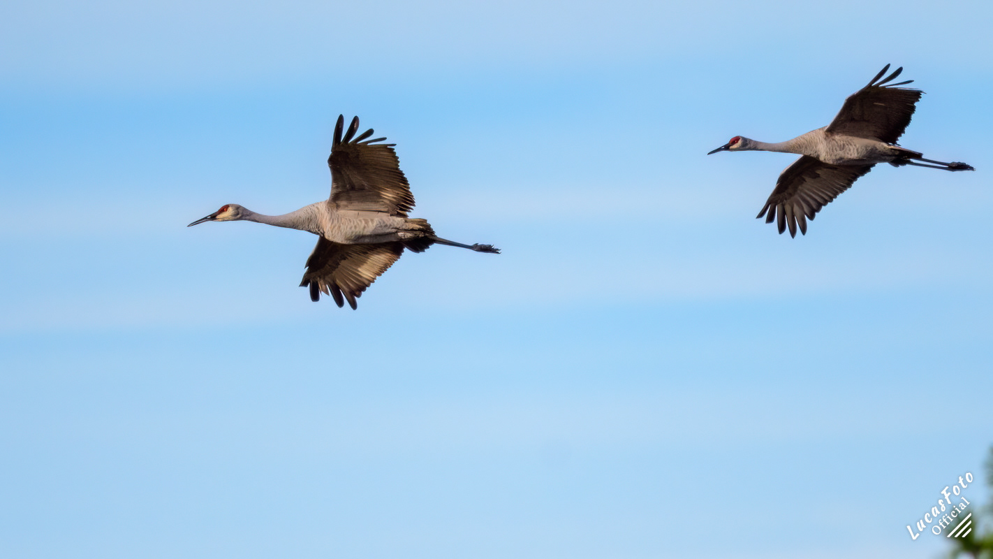 Sandhill Crane