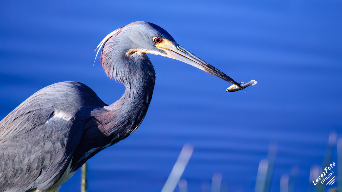 Tricolored Heron