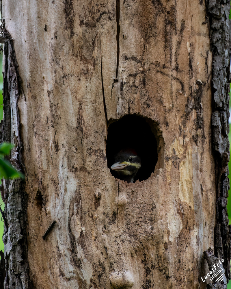 Pileated Woodpecker