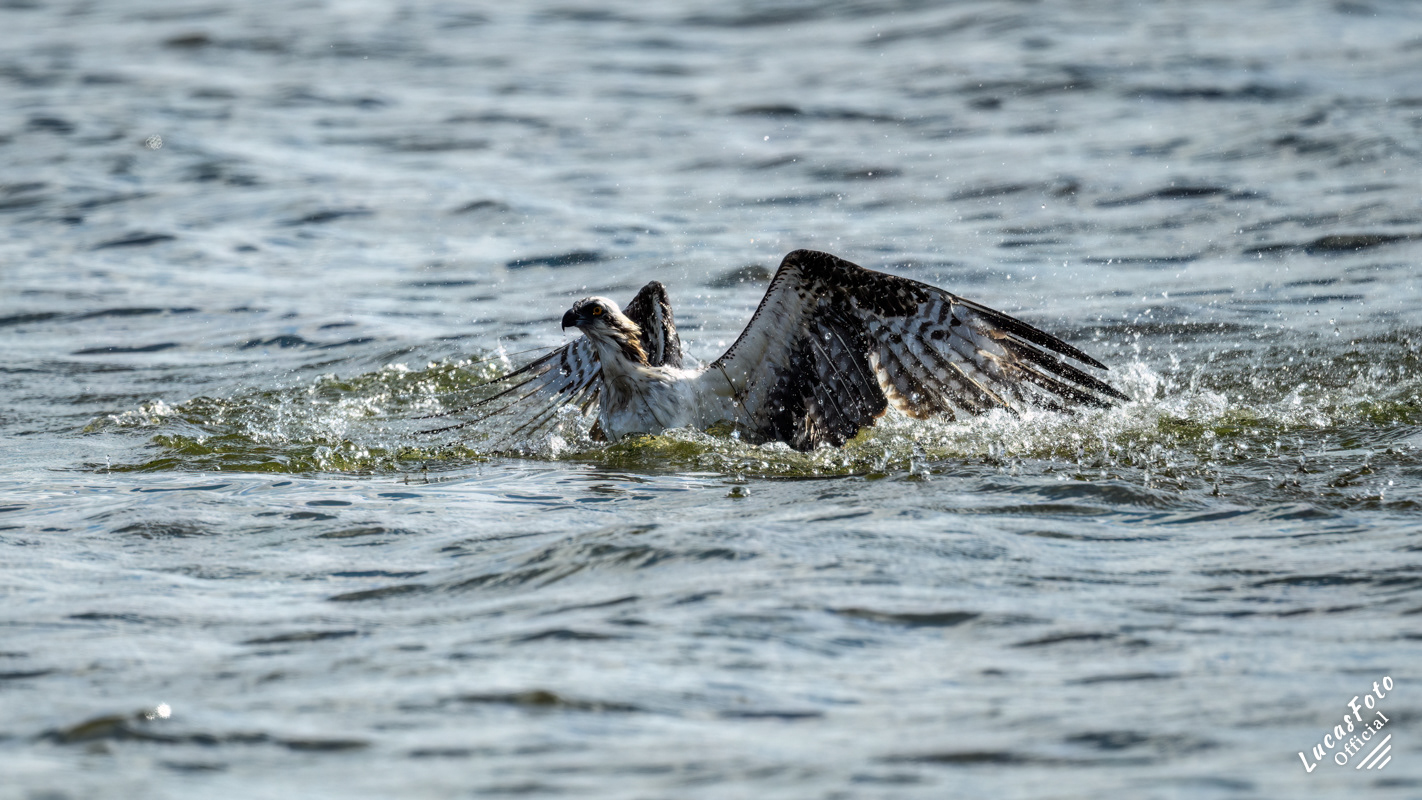 Osprey