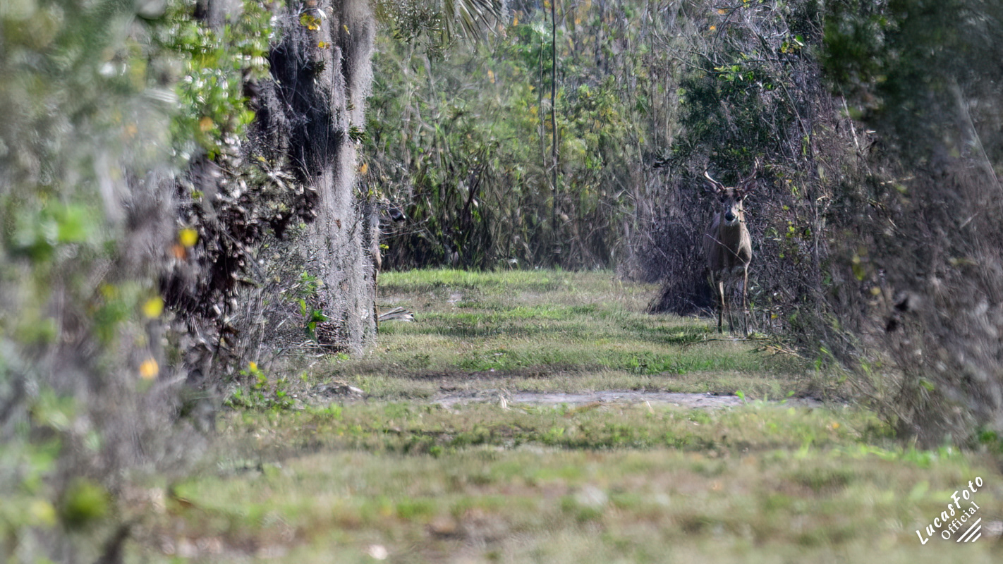 Whitetail